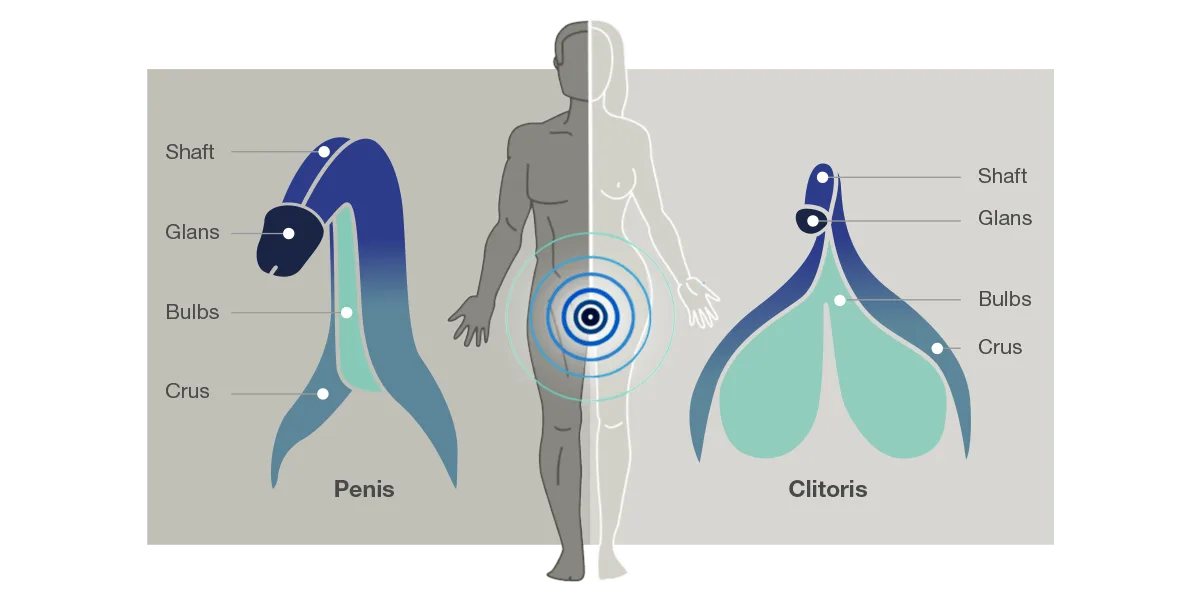 zenuwuiteinden man vrouw womanizer arcwave